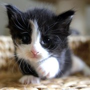 Aida, 4 weeks