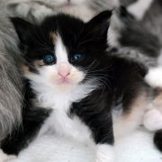 Aida, 4 weeks