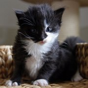 Alcina, 4 weeks