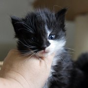 Alcina, 4 weeks