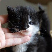 Alcina, 4 weeks