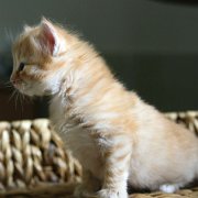 Alfredo, 4 weeks