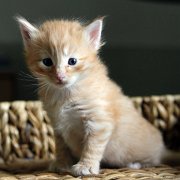 Alfredo, 4 weeks