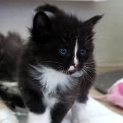 Annina, 4 weeks