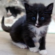 Annina, 4 weeks