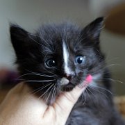 Annina, 4 weeks