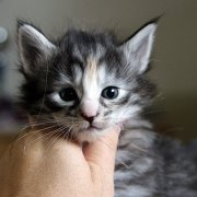 Arabella, 4 weeks