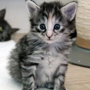 Arabella, 4 weeks