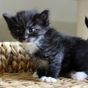 Atalanta, 4 weeks