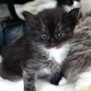 Atalanta,, 4 weeks