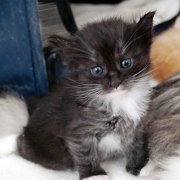 Atalanta, 4 weeks