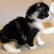Aviva, 4 weeks
