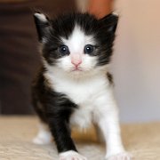 Aviva,, 4 weeks