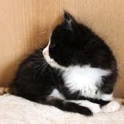Aida, 6 weeks