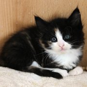 Aida, 6 weeks