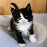 Aida, 6 weeks