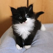 Alcina, 6 weeks