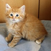 Alfredo, 6 weeks