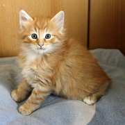 Alfredo, 6 weeks