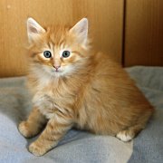 Alfredo, 6 weeks