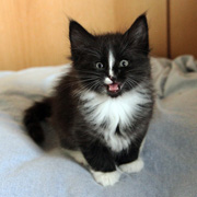 Annina, 6 weeks