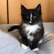 Annina, 6 weeks