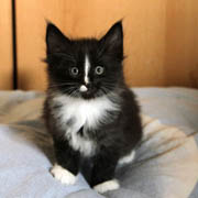 Annina, 6 weeks