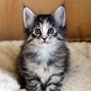 Arabella, 6 weeks