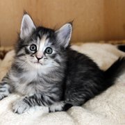 Arabella, 6 weeks