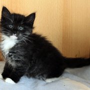 Atalanta, 6 weeks