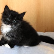 Atalanta,, 6 weeks