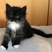Atalanta, 6 weeks