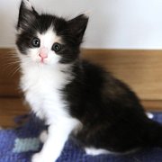 Aviva, 6 weeks