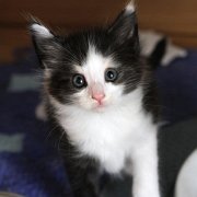 Aviva, 6 weeks