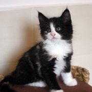 Aida, 9 weeks