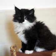 Alcina, 9 weeks