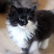 Alcina, 9 weeks