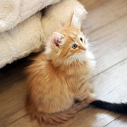 Alfredo, 9 weeks