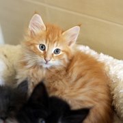 Alfredo, 9 weeks