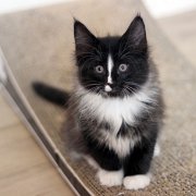 Annina, 9 weeks