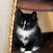 Annina, 9 weeks