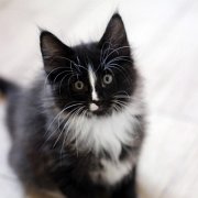 Annina, 9 weeks