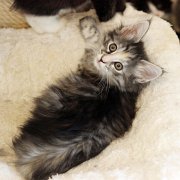 Arabella, 9 weeks