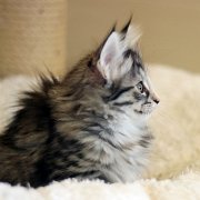 Arabella, 9 weeks