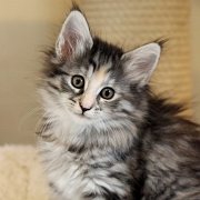 Arabella, 9 weeks