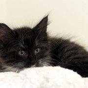 Atalanta, 9 weeks