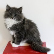 Ashby, 11 weeks