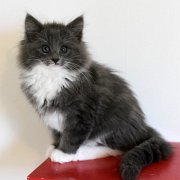 Ashby, 11 weeks