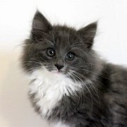 Ashby, 11 weeks