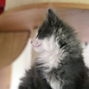 Atys, 11 weeks